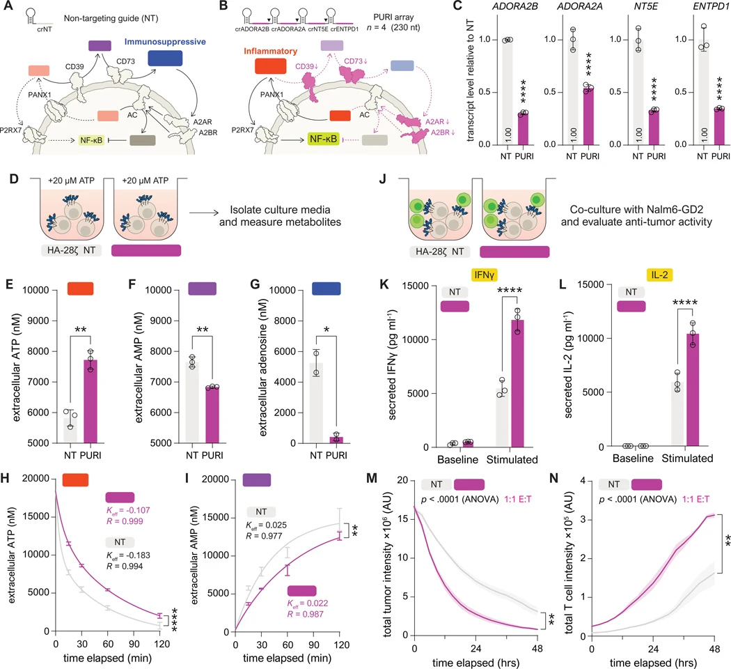 ( A ) Schematic of baseline purinergic signaling (NT). ( B ) Disrupted purinergic signaling (PURI) limits adenosine-mediated immunosuppression. ( C ) Day 10 transcript levels of ENTPD1 / NT5E / ADORA2A / ADORA2B relative to NT, mean ± s.d. of n =3 technical replicates from one representative donor.