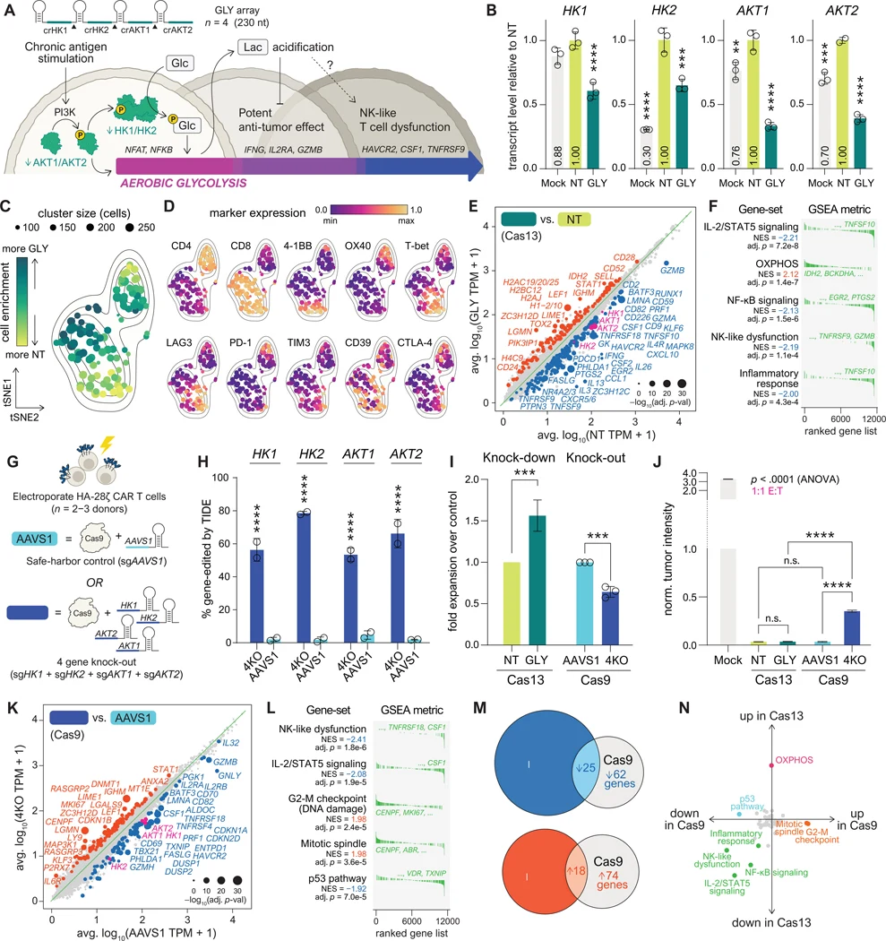 ( A ) Multiplexed knockdown of GLY genes disrupts effector differentiation and exhaustion. ( B ) Day 10 transcript levels of HK1 / HK2 / AKT1 / AKT2 relative to NT, mean±s.d. of n =3 technical replicates from one representative donor. Ordinary one-way ANOVA with Dunnett’s multiple comparisons test.