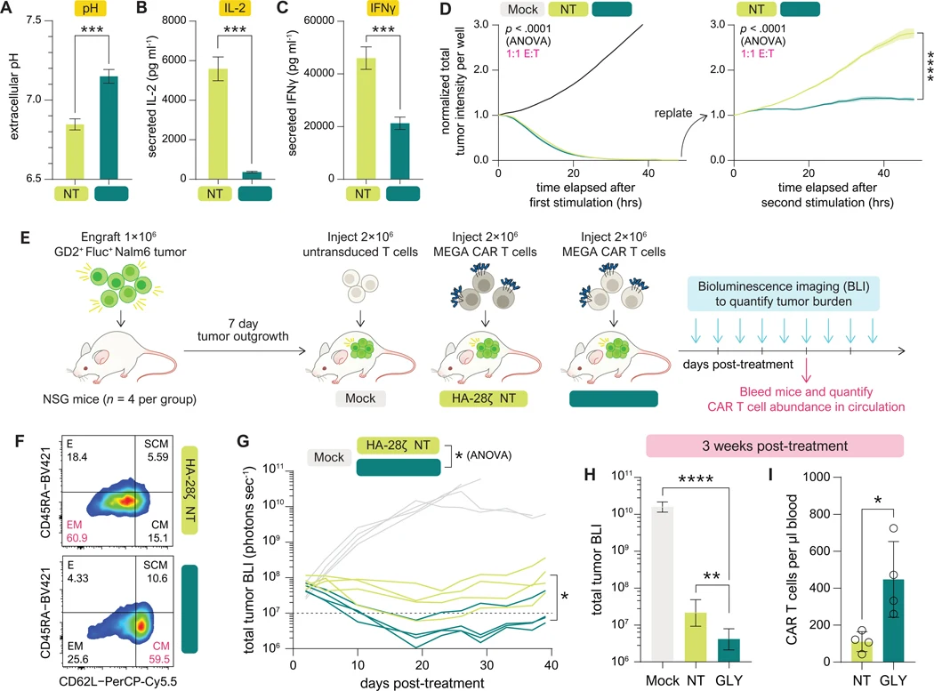 ( A ) pH of MEGA HA-28ζ CAR T cell culture supernatant, mean ± s.d of triplicate wells representative of n =3 donors across independent experiments. Unpaired t-test. ( B, C ) Secretion of IL-2 ( B ) or IFNγ ( C ) by MEGA HA-28ζ CAR T cells after 24 hours of co-culture with Nalm6-GD2 at 1:1 E:T. Data
