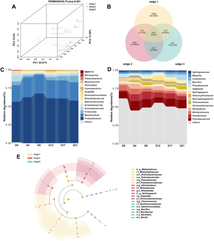 PCoA analysis based on Bray-Curtis distance (p = 0.01) (A), Venn diagram of ASVs at different stages (B), relative abundance of the top 15 dominant phyla (C), relative abundance of the top 15 dominant genera (D), and LEfSe analysis revealing the characteristic microbial communities at different stag