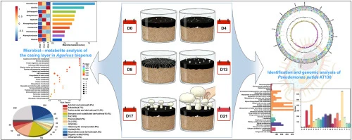 Integrative analysis reveals casing layer dynamics during Ag