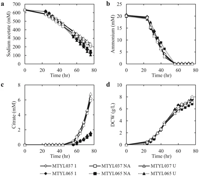 Fermentation profiles for extracellular metabolites. Time-course consumption of (a) acetate and (b) ammonium as well as formation of (c) citrate and (d) dry cell weight in 250mL mini-bioreactors for Y. lipolytica strains MTYL037 and MTYL065. Abbreviations used to denote the carbon substrate in the c
