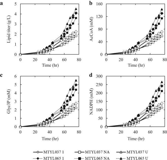 Fermentation profiles for fatty acids and their biosynthetic precursors acetyl-CoA, Glyc3P and NADPH. Time courses of the total (a) lipid titer as well as lipogenic (b) AcCoA, (c) Glyc3P, and (d) NADPH required for lipid biosynthesis in mini-bioreactors for strains MTYL037 and MTYL065. Abbreviations