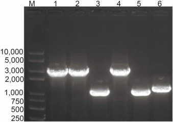 hom和doeA基因敲除的PCR及琼脂糖凝胶电泳验证。M:DNA marker;1:XH26的hom片段;2:XH26的doeA片段;3:XH26/Δhom的hom片段;4:XH26/Δhom的doeA片段;5:XH26/Δhom/ΔdoeA的hom片段;6:XH26/Δhom/ΔdoeA的doeA片段。