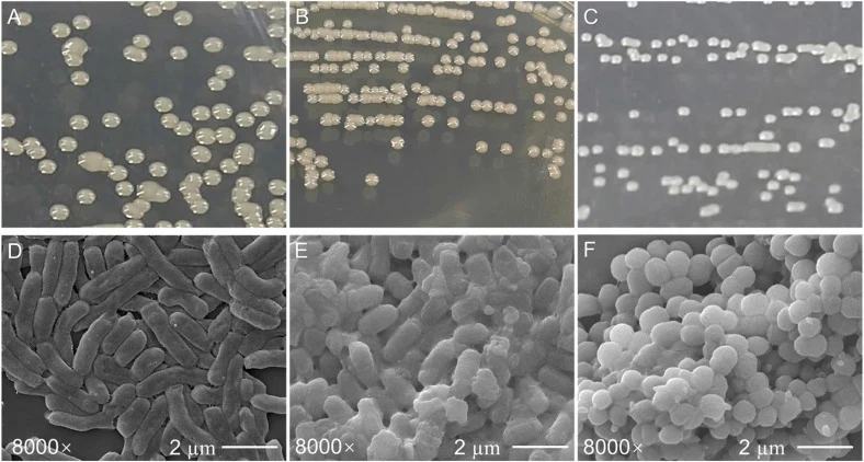 菌株XH26、XH26/Δhom和XH26/Δhom/ΔdoeA的比较形态学分析。A-C. XH26(A)、XH26/Δhom(B)和XH26/Δhom/ΔdoeA(C)的菌落形态。D-F. XH26(D)、XH26/Δhom(E)和XH26/Δhom/ΔdoeA(F)的细胞形态。