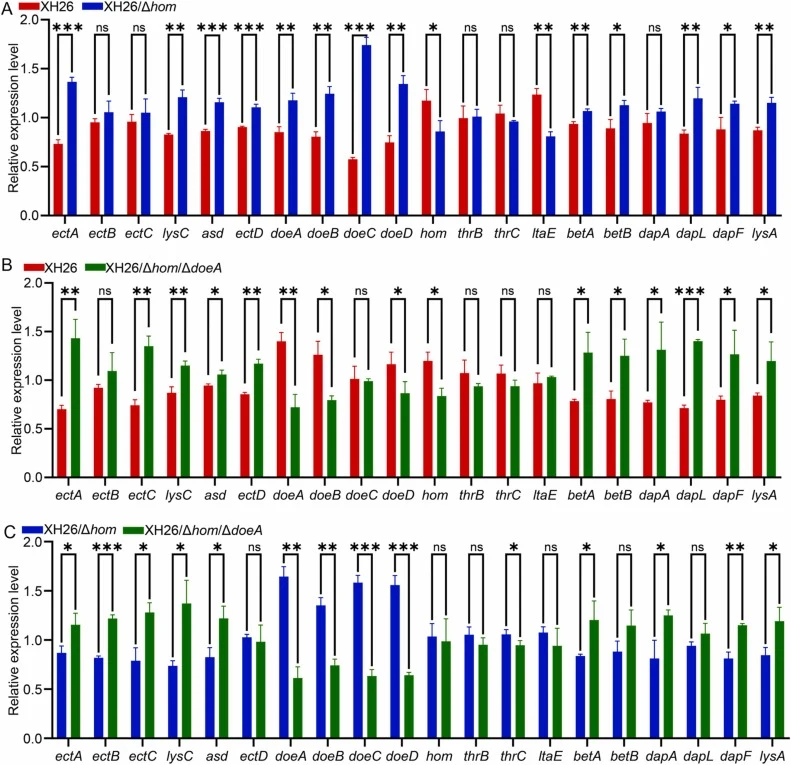 RT-qPCR validation of key genes involved in the ectoine metabolic pathway. A. Differential gene expression between the XH26/Δhom and XH26 strains. B. Differential gene expression between the XH26/Δhom/ΔdoeA and XH26 strains. C. Differential gene expression between the XH26/Δhom/ΔdoeA and XH26/Δhom s