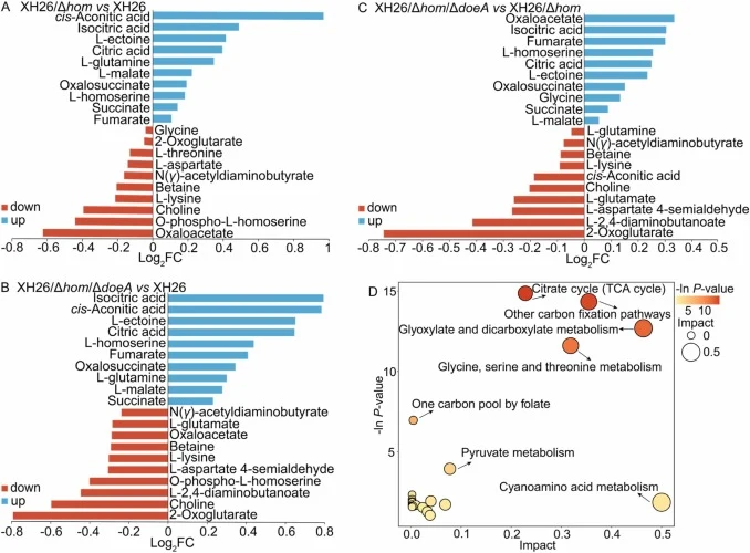 Analysis of differentially abundant metabolites among the 3 strains and pathway enrichment in the ectoine metabolic pathway. A-C. Differential metabolite comparisons between XH26/Δhom and XH26 (A), XH26/Δhom/ΔdoeA and XH26 (B), and XH26/Δhom/ΔdoeA and XH26/Δhom (C). D. Bubble plot of significantly e