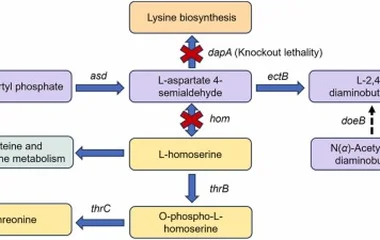 CRISPR/Cas9与代谢组学揭示嗜盐菌四氢嘧啶代谢通量重塑