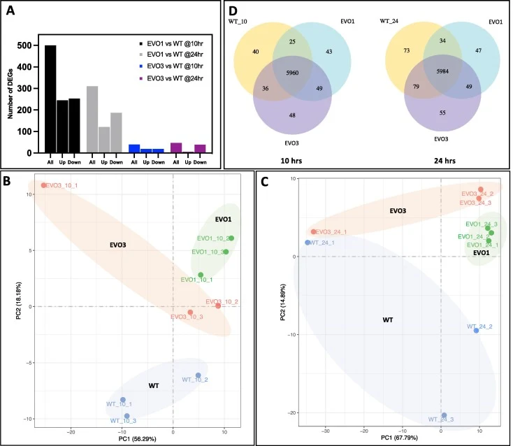 DGE analysis for CBS 2072 (WT) vs evolved strains EVO1 and EVO3 after 10 h and 24 h of growth. A: Number of differentially expressed genes in both the strains compared to wild type (padj value < 0.05 and log2 fold change > 2). B: PCA plot for all biological replicates for all 3 strains at 10 h growt