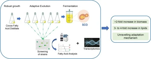 Sustainable production of lipids from cocoa fatty acid disti