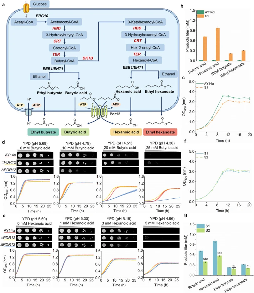 Effect of Pdr12 on the performance of strains AY14α and S1. (a) Schematic diagram of the metabolic pathway in the engineered strain S1 for co-producing BA, HA, and their ethyl esters. (b) Production of BA, HA, and their ethyl esters by strains AY14α and S1 in corn mash medium. (c) Growth of strains