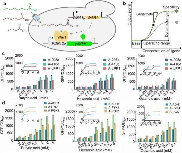 Construction and optimization of biosensor WarPdr-MSCFA. (a) Schematic of the War1-based biosensor for MSCFAs. (b) Response curve of biosensor, including operation range (detectable input concentration), dynamic range (maximum/minimum output ratio), specificity (discrimination between target metabol