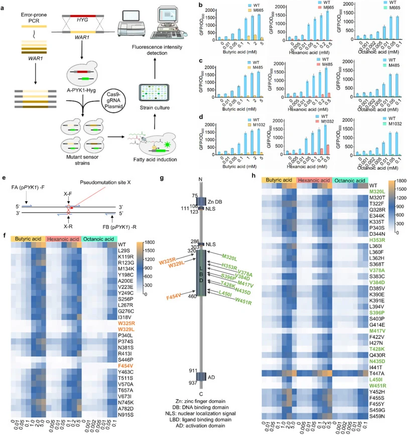 Exploration of the War1 ligand-binding domain. (a) Construction and high-throughput screening process for WAR1 biosensors generated by random mutagenesis. (b) Performance of biosensor strains specifically responsive to BA. (c,d) Performance of biosensor strains specifically responsive to HA. (e) Sch