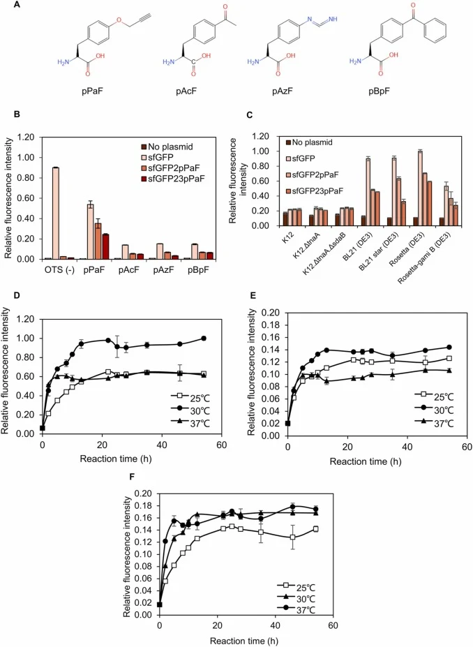 Test for OTS activity and optimization of CFUPS system. (A) Structures of four UNAAs. (B) Test for OTS activity. (C) Tests of different cell extracts derived from different E. coli strains. (D) Time curve of sfGFP expression at different temperatures. (E) Time curve of sfGFP2pPaF expression at diffe