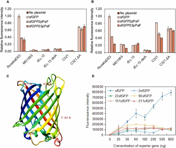 RF1 and incorporation site effects. (A) The extracts from the cells cultured with 2ⅹYT medium. (B) The extracts from the cells cultured with 2ⅹYT-P medium. (C) Site design for single-site incorporation. (D) Effect of incorporation sites on pPaF incorporation efficiency.