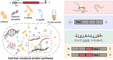 Mechanism investigation for efficient cell-free unnatural am