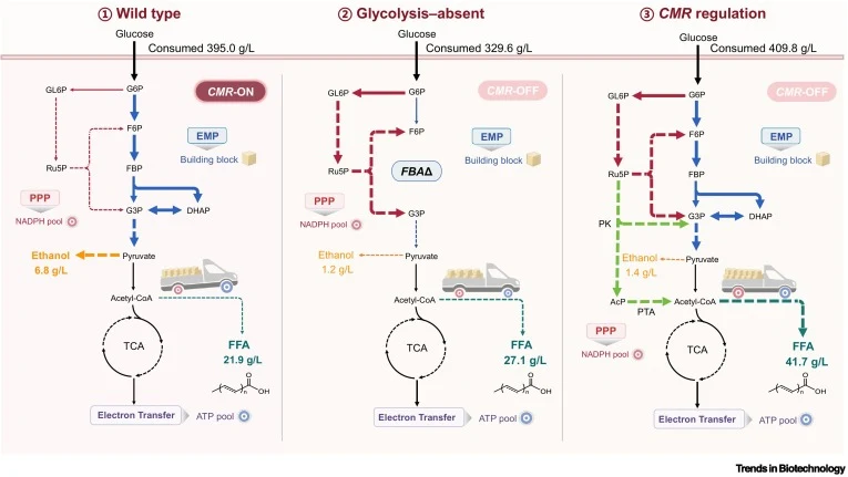 Reshaping the central metabolic network for FFA production by laboratory adaptive evolution and metabolic regulation. A scheme for engineering central metabolism for improved FFA biosynthesis. ① In wild-type O. polymorpha, the central carbon metabolism network dominated by glycolysis usually makes r