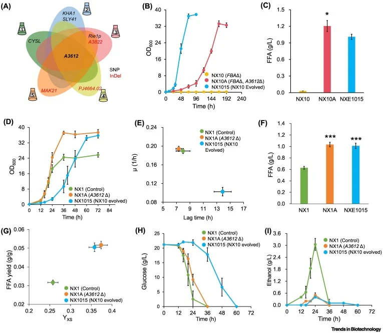 Genome sequencing of evolved strains revealed a key mutation that restored growth of the fbaΔ strain and enhanced growth and FFA production in G20 medium. (A) Specific mutations (SNPs and InDels) were detected via genome sequencing across five groups; eight mutated genes were identified, among which