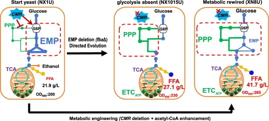 Creating a glycolysis-minimized central metabolism for effic