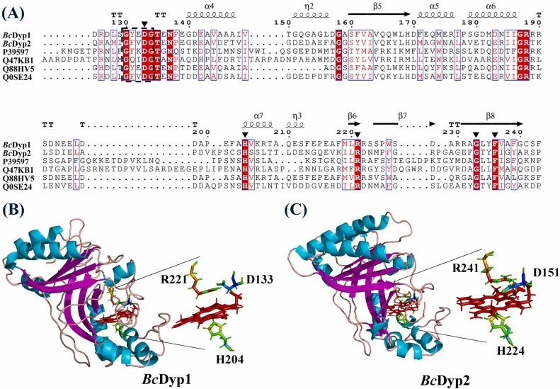 BcDyp1和BcDyp2的序列与结构。(A) BcDyp1、BcDyp2与其他Dyps的多序列比对(UniProt登录号:P39597、Q47KB1、Q88HV5、Q0SE24)。(B) BcDyp1的预测结构及血红素结合口袋。(C) BcDyp2的预测结构及血红素结合口袋。