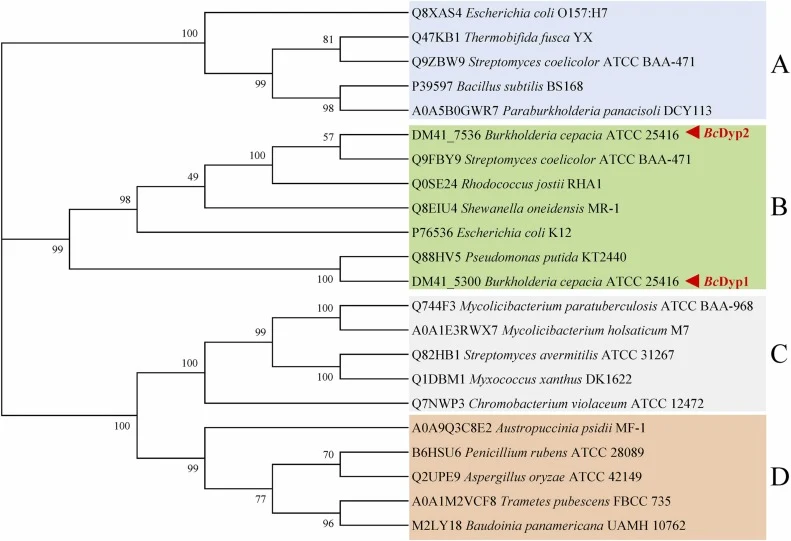 来自Burkholderia cepacian ATCC 25416的BcDyp1和BcDyp2的系统发育分析。使用MEGA X采用邻接法(NJ)构建系统发育树,并进行1000次自举重复。BcDyp1和BcDyp2聚类到B类Dyps中。