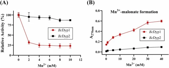 Mn2+对BcDyp1和BcDyp2活性的影响及其在Mn2+氧化中的作用。(A) Mn2+对两种Dyp活性的影响。(B) BcDyp1和BcDyp2的Mn2+氧化测定。