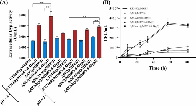 Effect of heterologous secreted expression of BcDyp1 and BcDyp2 on lignin utilization in P. putida KT2440 and its derivatives. (A) Extracellular Dyp activity in P. putida KT2440, the ΔfliC mutant, and the ΔfliCΔhcp mutant, containing the control plasmid pMB693, pMB693-BcDyp1, and pMB693-BcDyp2. Extr
译文:
BcDyp1和BcDyp2异源分泌表达对恶臭假单胞菌KT2440及其衍生菌株木质素利用的影响。(A) 携带对照质粒pMB693、pMB693-BcDyp1和pMB693-BcDyp2的P.