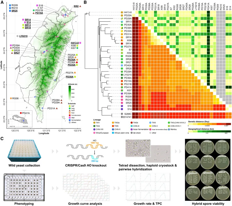 Sample description and experimental overview (A) Sampling locations and isolation substrates. Strains shown in bold and underlined were selected for pairwise hybridization. (B) Comparison between pairwise genetic (bottom left) and geographical (top right) distances among isolated strains. (C) Schema
