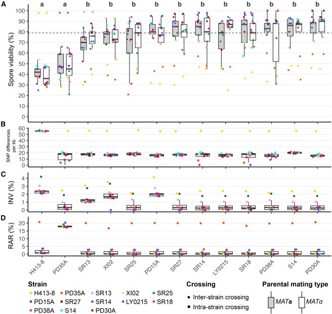 Spore viability and genomic divergence among Taiwanese Saccharomyces cerevisiae lineages (A) Spore viability (%) from pairwise crosses among 13 representative strains. Boxplots summarize all crosses involving each focal strain; colored points indicate individual crosses, with colors denoting mating