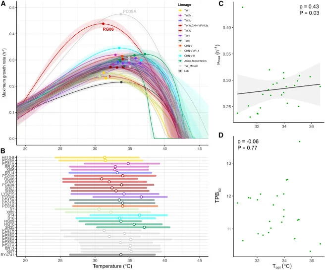 Thermal performance curves and thermal performance breadths of 33 representative strains and BY4741 (A) Thermal performance curves. Lines indicate fitted thermal performance curves, shaded ribbons indicate bootstrap confidence intervals, and points indicate the estimated thermal optima (Topt). (B) T