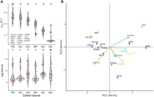 Characteristics of yeast strain growth under different carbon sources (A) Growth metrics of representative strains and BY4741. μmax was calculated from the growth curve up to the stationary phase; lag time was calculated from the first 24 h of growth. GLU, glucose; FRU, fructose; SUC, sucrose; RAF,