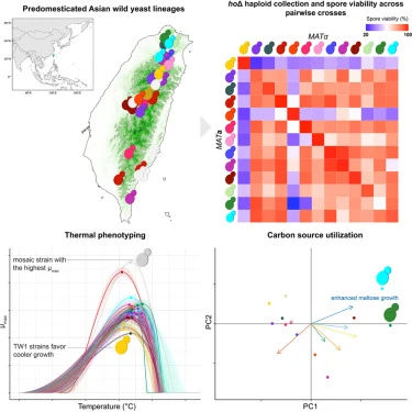 A haploid wild yeast resource for exploring the natural ecol