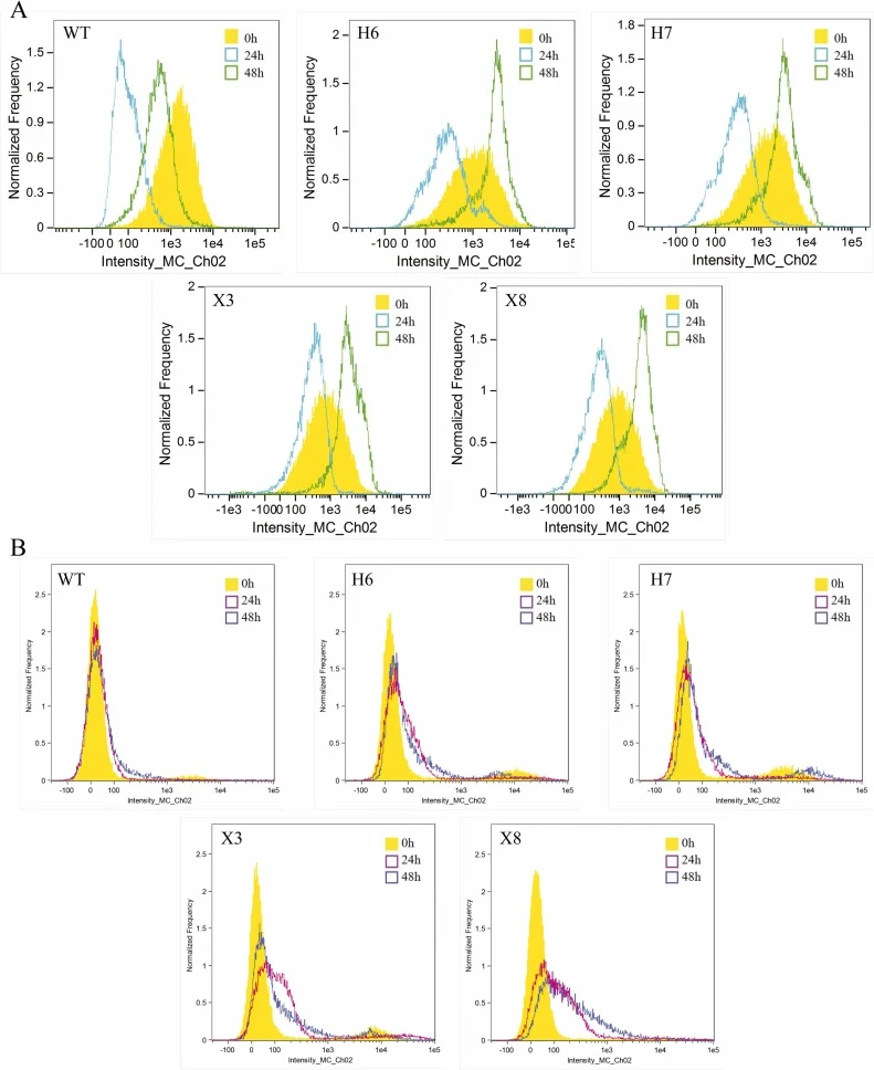 Changes of mitochondrial membrane potential and reactive oxygen species content of strains in vanillin environment. (A) The change trend of mitochondrial membrane potential of each strain at different time. WT, H6, H7, X3 and X8 were the mitochondrial membrane potentials of the original and mutant s