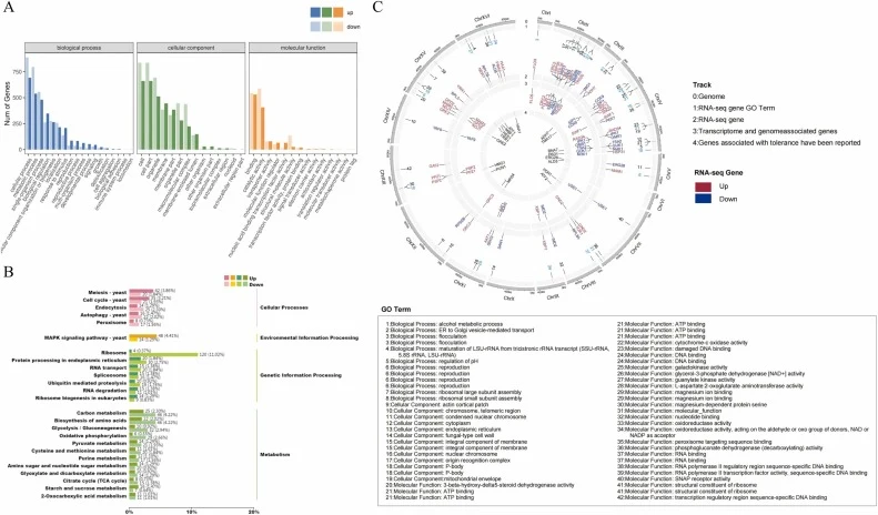 Transcriptome sequencing results. (A) GO annotation classification map of differentially expressed genes. (B) KEGG annotation classification plot of differentially expressed genes. (C) Some DEGs with large differential expression fold or obvious mutation characteristics were presented in the map. Ci