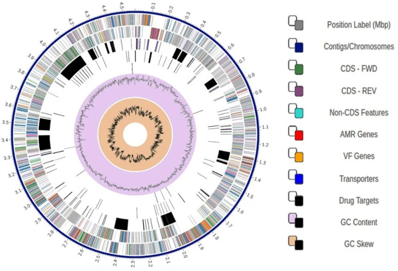 枯草芽孢杆菌AKPS2的环形基因组图谱。从外到内依次为：基因组坐标（Mb）、正链和负链上的编码序列（CDS）、RNA基因、与抗菌素耐药性和毒力因子同源的CDS、GC含量及GC偏斜。不同颜色代表不同的遗传元件。