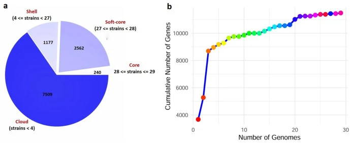 a) Distribution of core, soft-core, shell, and cloud genes in B. subtilis strains. (b) Rarefaction curve depicting Pangenome dynamics of B. subtilis. The curve illustrates the cumulative number of gene clusters observed as additional genomes are analyzed. The blue line represents the trend of gene c