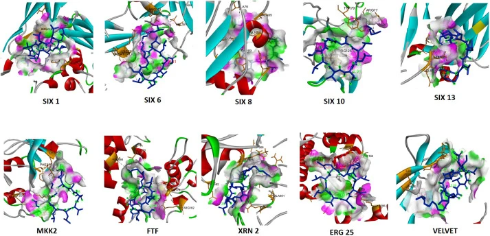 (a) Docked complexes (3D) of surfactin with various target proteins of Foc (b) 2D interaction of surfactin with different target proteins of Foc.