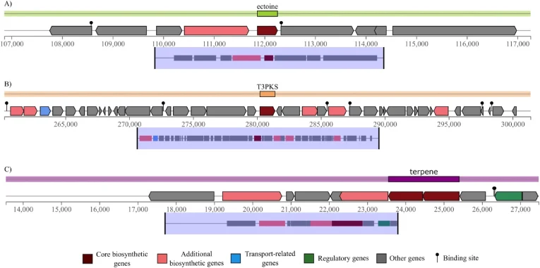 Examples of identified secondary metabolites in bacterial genomes. (A) Ectoine gene cluster from Aliidiomarina iranensis . (B) T3PKS gene cluster from Oceanobacillus longus . (C) Terpene from L. halophila .