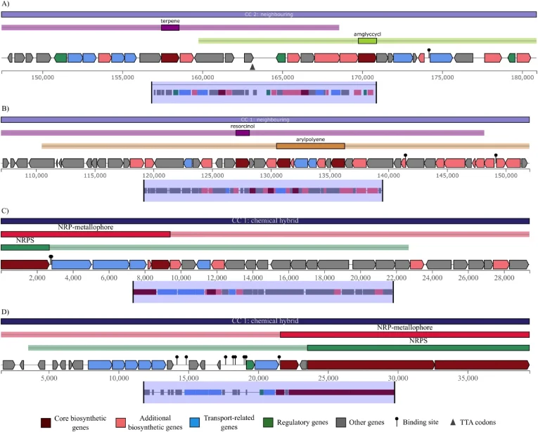 Examples of identified hybrid secondary metabolites in bacterial genomes. (A) Hybrid amglyccycl and terpene cassette from Salininema proteolyticum strain IBRC-M 10908. (B) Hybrid arylpolyene and resorcinol cassette from M. persicus strain UTICA-S1B9. (C and D) Two hybrid NRP-metallophore and NRPS ca