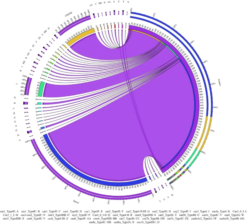 Distribution of Cas types among bacterial isolates. Cas type names are shown in English words with abbreviations indicated in the figure. This visualization uses ribbons to connect bacterial groups to their CRISPR features. The size of the inner arc shows the absolute count per group, and the outer