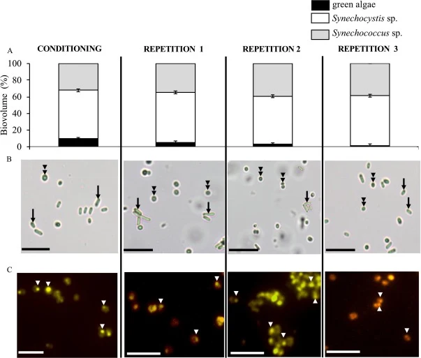 (A) Average biovolume variation of individual species in microbiome R3. Error bars indicate standard deviation between PBR 1 and PBR 2. (B) Bright light microscope images at 40× of microbiome R3. Double arrowhead points Synechocystis sp.; arrow points Synechoccocus sp. (C) Fluorescence microscope im