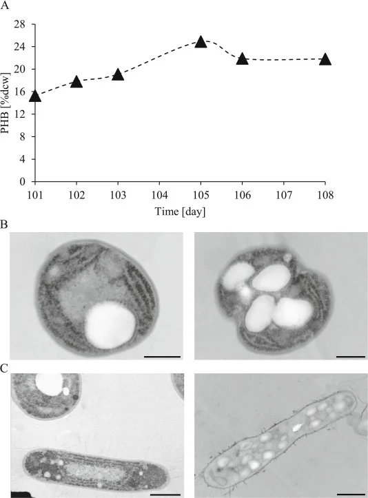 (A) Evolution of PHB production. TEM images of (B) Synechocystis sp. and (C) Synechoccocus sp. from repetition 4, day 108. In image C left, a Synechocystis sp. cell is also visible. PHB granules are visible as white rounded inclusions inside the cell. The heterogeneity of the culture in terms of PHB