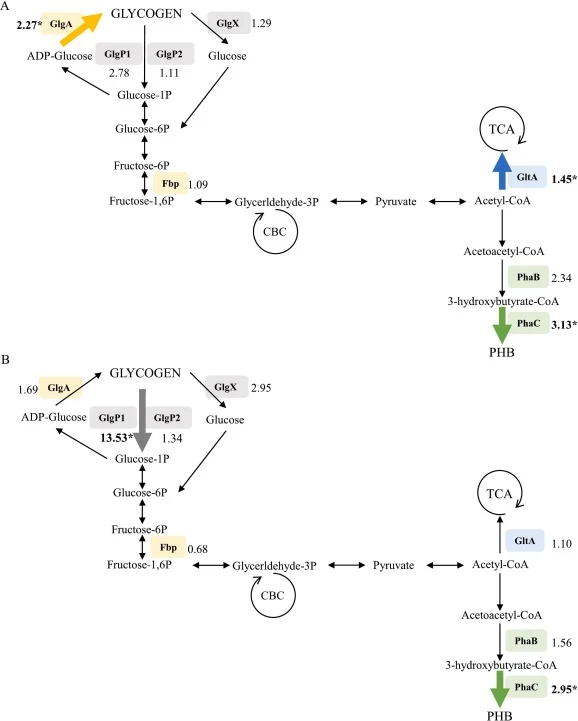 蓝藻中PHB和糖原生物合成途径示意图。结果显示了两个时间点:(A)第105天和(B)第108天。所研究基因编码的酶以方框表示。基因表达倍数标注在酶名称旁。标记的基因