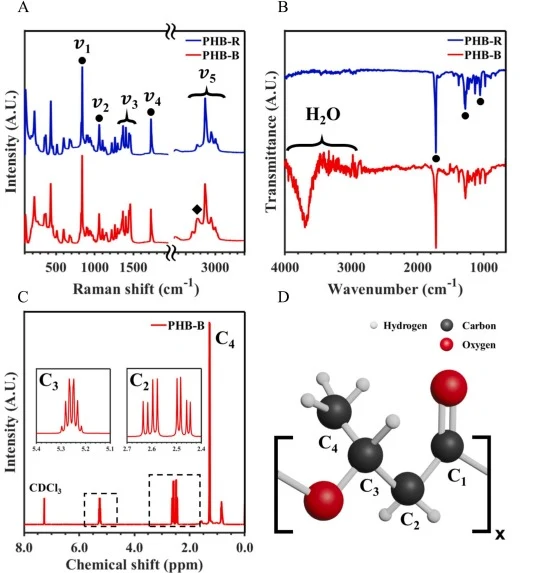 (A) Raman spectra for the PHB-reference (PHB-R) and PHB-biogenerated (PHB-B) samples where the main Raman active modes are marked with circles. The diamond highlights the shoulder attributed to impurities during the extraction process. (B) FTIR spectra for the samples PHB-R and PHB-B, where the regi