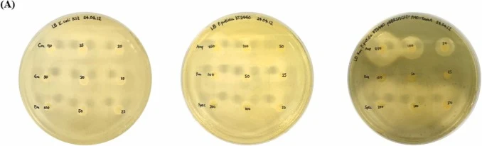 产生生物靛蓝的恶臭假单胞菌菌株的应用。(A) 大肠杆菌K12、恶臭假单胞菌KT2440及携带pBBR1MCS2::FMO::tnaA的恶臭假单胞菌KT2440的抗生素敏感性试验。