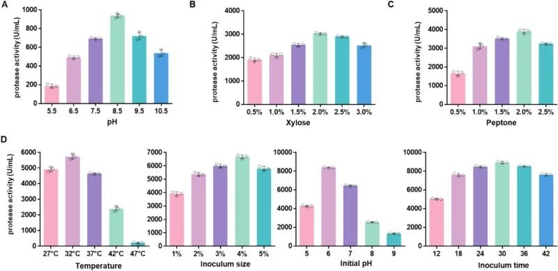 Identification of the alkaline protease-producing strain and optimization of fermentation conditions. (A) Effect of reaction pH on crude protease activity from B. atrophaeus WML2023L1. Effect of carbon source (B) and nitrogen source (C) on alkaline protease production. (D) Effects of temperature, pH