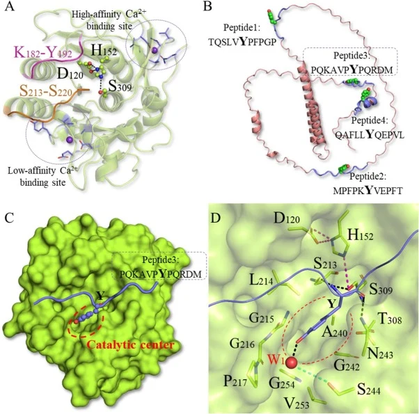 Binding modes between BWLP and β-casein. (A) General structure of BWLP. (B) Structure of β-casein. (C) Interaction of the selected tyrosine-containing peptide with the catalytic site. (D) Residues composing the catalytic center and the catalytic triad D120-H152-S309. Residues are shown as sticks, wa
