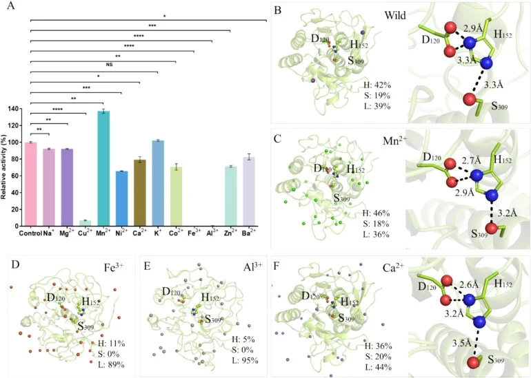 Effects of metal ions on BWLP activity and structural dynamics. (A) Effects of ions on BWLP activity. (B) Overall structure, secondary structure ratio and hydrogen bond network of the catalytic triad under control simulation conditions. (C) Structural changes and secondary-structure distribution in