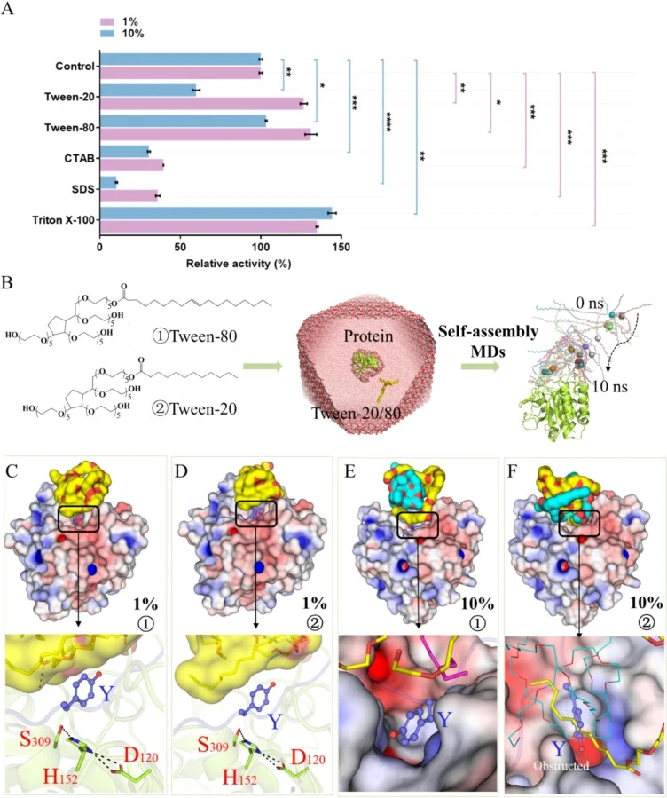 Effects of surfactants (Tween-20 and Tween-80) on BWLP and their interactions with β-casein. (A) Effects of surfactants on BWLP activity. (B) Schematic representation of the self-assembly MD simulations used to analyze surfactants. Representative binding modes of BWLP and β-casein in the presence of