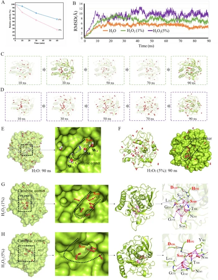 Effects of H2O2 on BWLP activity and structural dynamics. (A) Residual activity of BWLP in the presence of 1% and 5% H2O2. (B) RMSD profiles of BWLP under H2O, 1% H2O2 and 5% H2O2 conditions. BWLP structure change under 1% H2O2 (C) and 5% H2O2 (D) within 90 ns. (E) Distribution and binding modes of